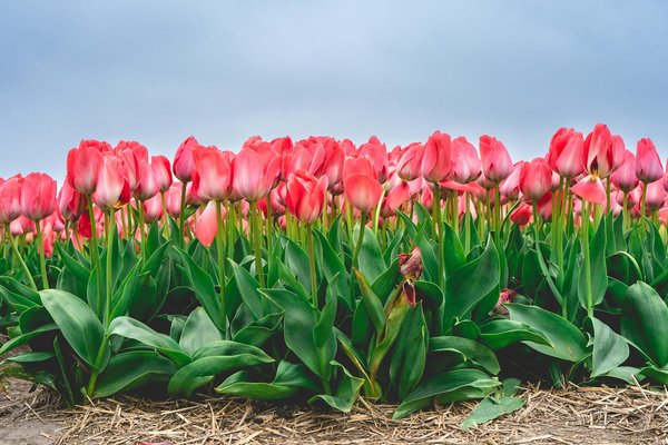Build your own solar dehydrator: a comprehensive guide to preserving the bounty of your uk garden harvest